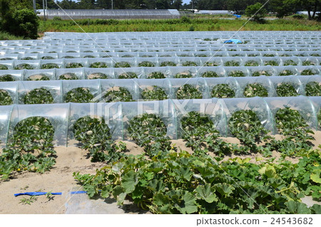 Melon cultivation 24543682