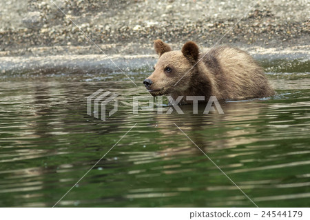 Brown bear cubs on the shore of Kurile Lake. Brown bear cubs on the shore of Kurile Lake. 24544179