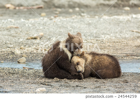 Funny brown bear cubs on the shore of Kurile Lake. Funny brown bear cubs on the shore of Kurile Lake. 24544259