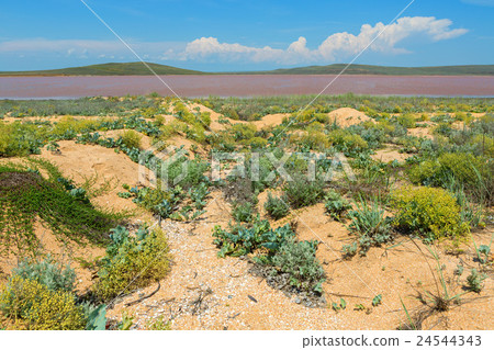 Salt Lake Koyashskoe Elkenskoe. Opuksky Reserve Salt Lake Koyashskoe Elkenskoe. Opuksky Reserve 24544343