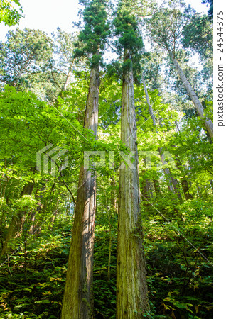 “秋田美雪松”秋田野郎 24544375