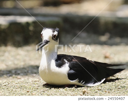 Chloé Rei Seita Kashigi Chloé Rei Seita Kashigi 24550407