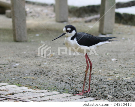 Chloé Rei Seita Kashigi 24550413