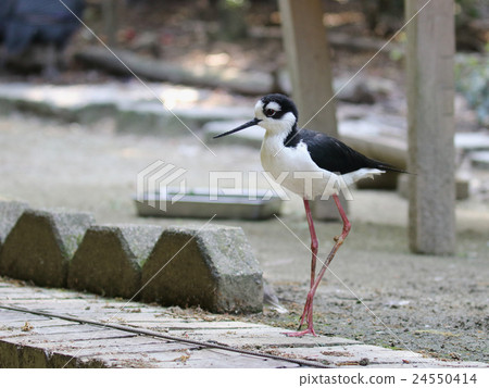 Chloé Rei Seita Kashigi Chloé Rei Seita Kashigi 24550414