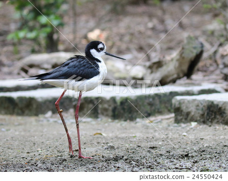 Chloé Rei Seita Kashigi Chloé Rei Seita Kashigi 24550424