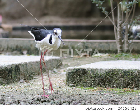 Chloé Rei Seita Kashigi Chloé Rei Seita Kashigi 24550425