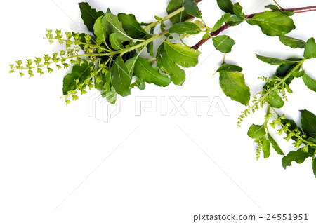 Basil leaf border on white background Basil leaf border on white background 24551951