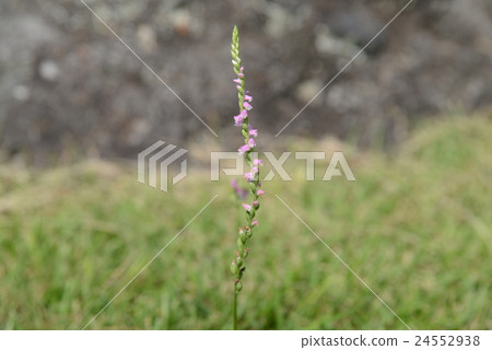 螺絲香蕉 24552938