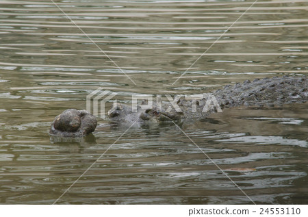 crocodile sleep on ground at Freshwater  24553110