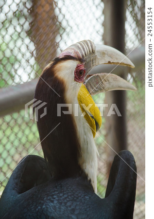 hornbill is big bird hornbill is big bird 24553154