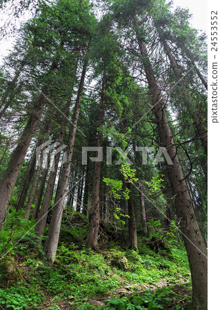 pine trees in the Alps 24553552