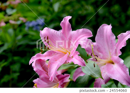 Pink lilies 24554060