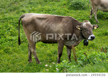 Cows grazing 24554150