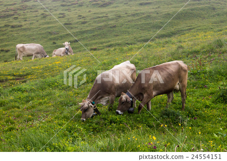 cows grazing 24554151