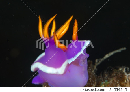 Kaguya Hime Umi Kaguya Hime Umi 24554345