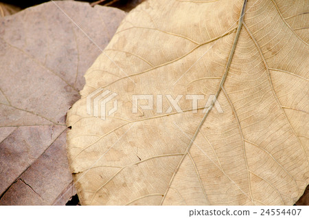 brown leaf on the ground have disease brown leaf on the ground have disease 24554407