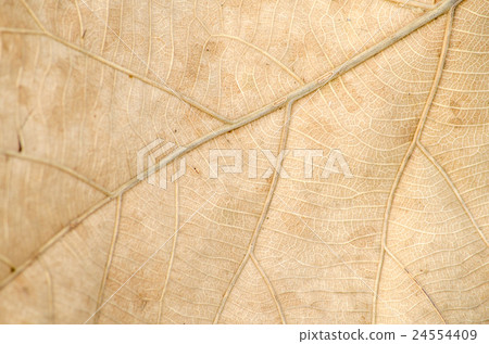 brown leaf on the ground have disease brown leaf on the ground have disease 24554409