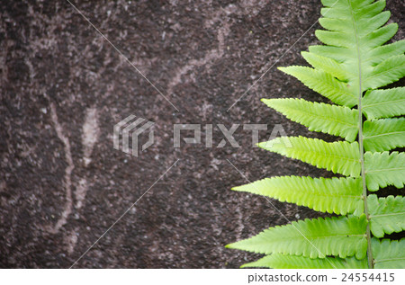 green fern on the stone for background green fern on the stone for background 24554415