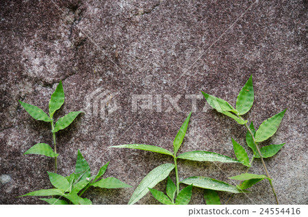 green grass on the stone for background green grass on the stone for background 24554416