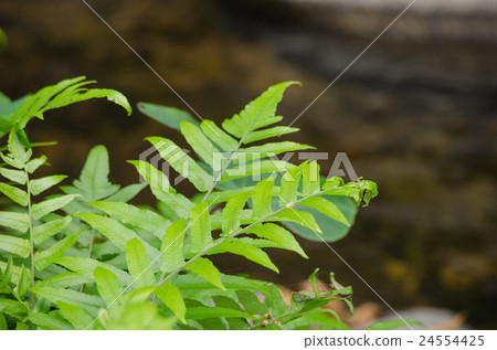 green fern on the ground near river green fern on the ground near river 24554425