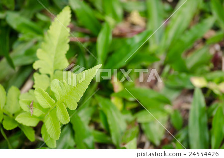 green fern on the ground near river green fern on the ground near river 24554426