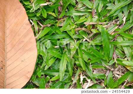 brown leaf on the ground have disease brown leaf on the ground have disease 24554429