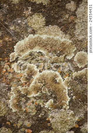 brown leaf on the stone have disease brown leaf on the stone have disease 24554431