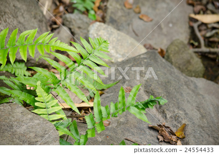green fern on the ground near river green fern on the ground near river 24554433