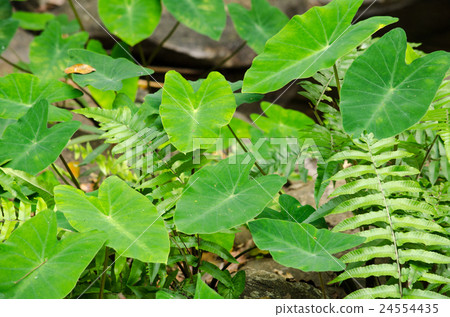 brown leaf on the ground have disease brown leaf on the ground have disease 24554435