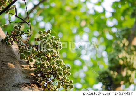 Common fig is fruit in forest Common fig is fruit in forest 24554437