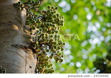 Common fig is fruit in forest Common fig is fruit in forest 24554440