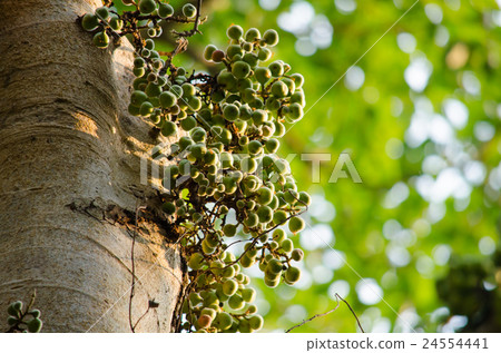 Common fig is fruit in forest 24554441