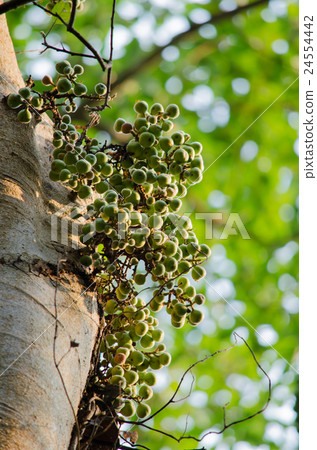 Common fig is fruit in forest Common fig is fruit in forest 24554442