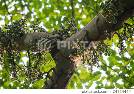 Common fig is fruit in forest Common fig is fruit in forest 24554444