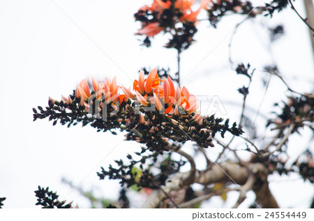 orange flower in nature 24554449