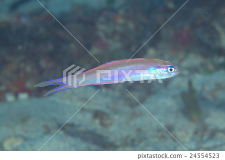 粉紅色的飛鏢gooby 粉紅色的飛鏢gooby 24554523