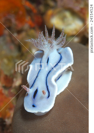 Misole Umizushi Misole Umizushi 24554524