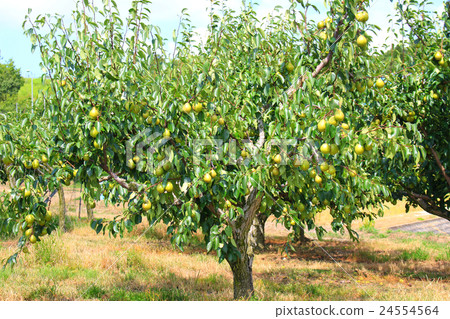 梨樹 24554564