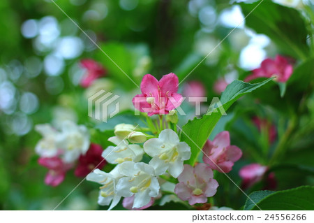 Weigela 24556266