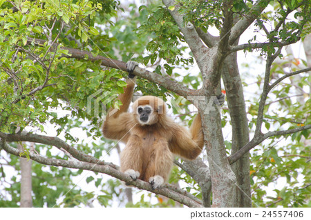 White gibbon 24557406