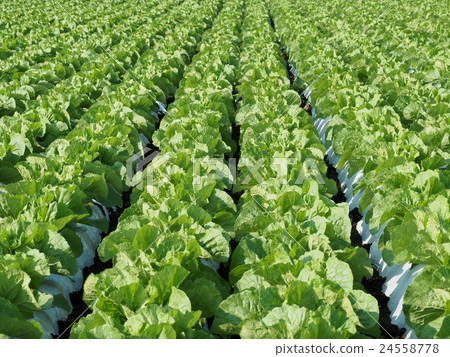 高地菜地 高地菜地 24558778