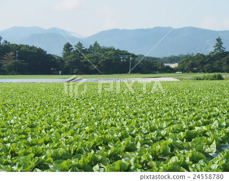 Highland vegetable field 24558780