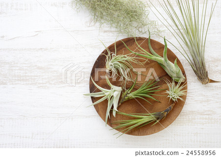 空氣植物Tirundia 24558956