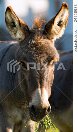 Donkey Eating Green Grass 24558988