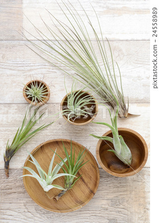 空氣植物Tirundia 24558989