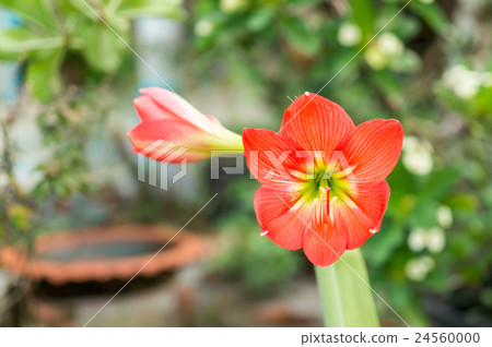 Orange flowers Hippeastrum or Amaryllis 24560000