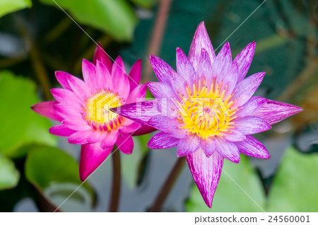 Purple Lotus in Thailand. 24560001
