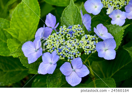 Gaku繡球花 24560184