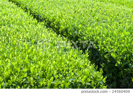 Tea field Tea field 24560409