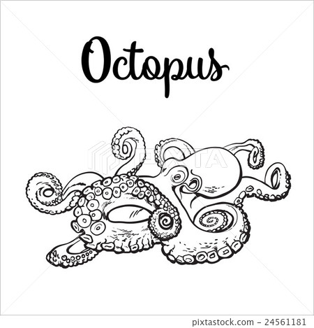 Drawing of octopus isolated on white background - Stock Illustration ...